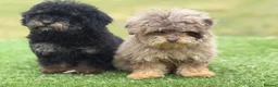 Toy Poodle dogs for sale: Beautiful toy poodle puppies  - Advert 2