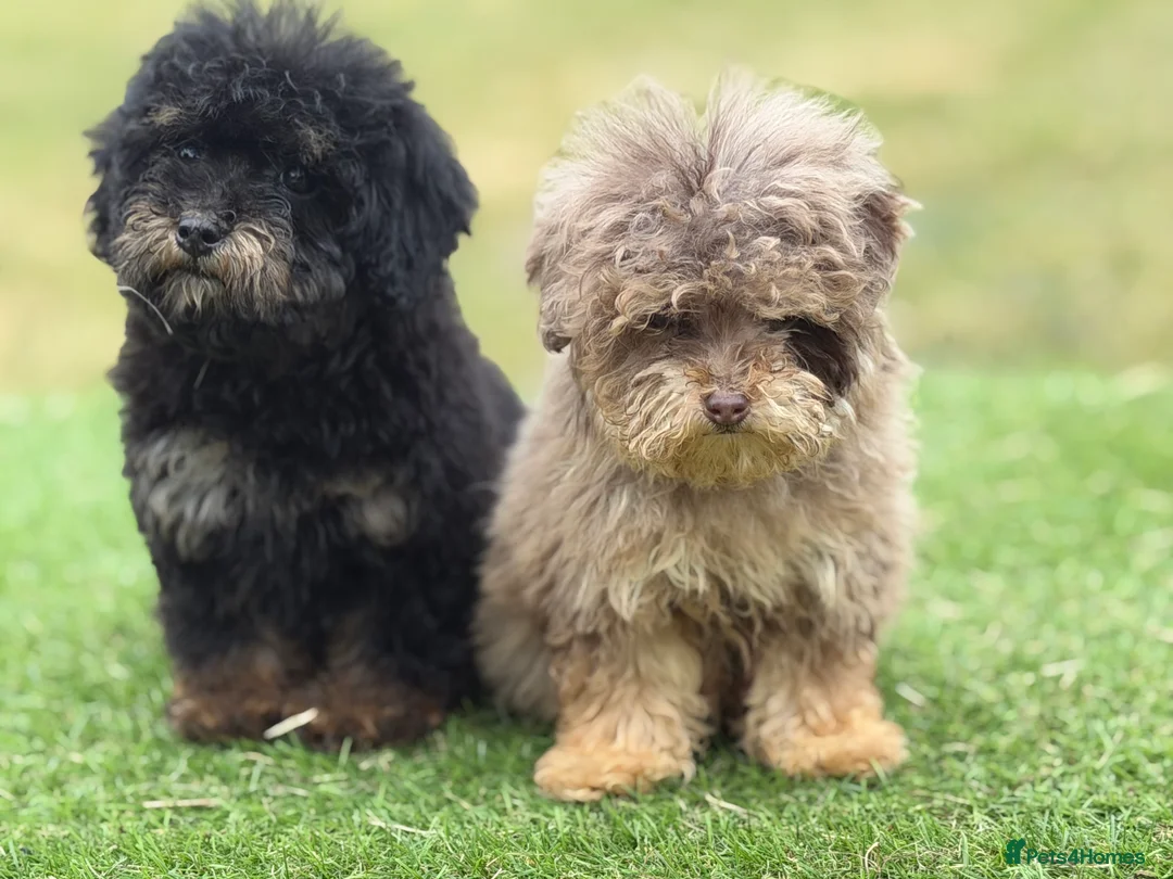 Toy Poodle dogs for sale: Beautiful toy poodle puppies  - Advert 2