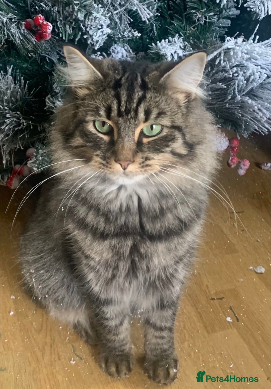 Domestic Shorthair cats for sale: Adorable kitten for sale  - Advert 18