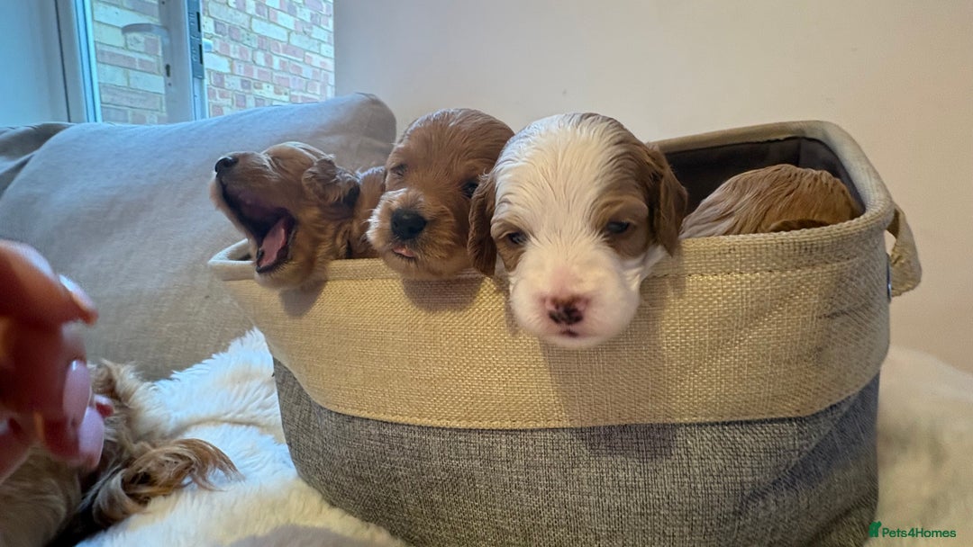 Cockapoo dogs for sale: 🐾 Adorable F2 Cockapoo Puppies! 🐾 - Image 4