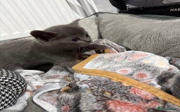 Ragdoll cats for sale: Ragdoll x main coon x British shorthair mix  - Image 10
