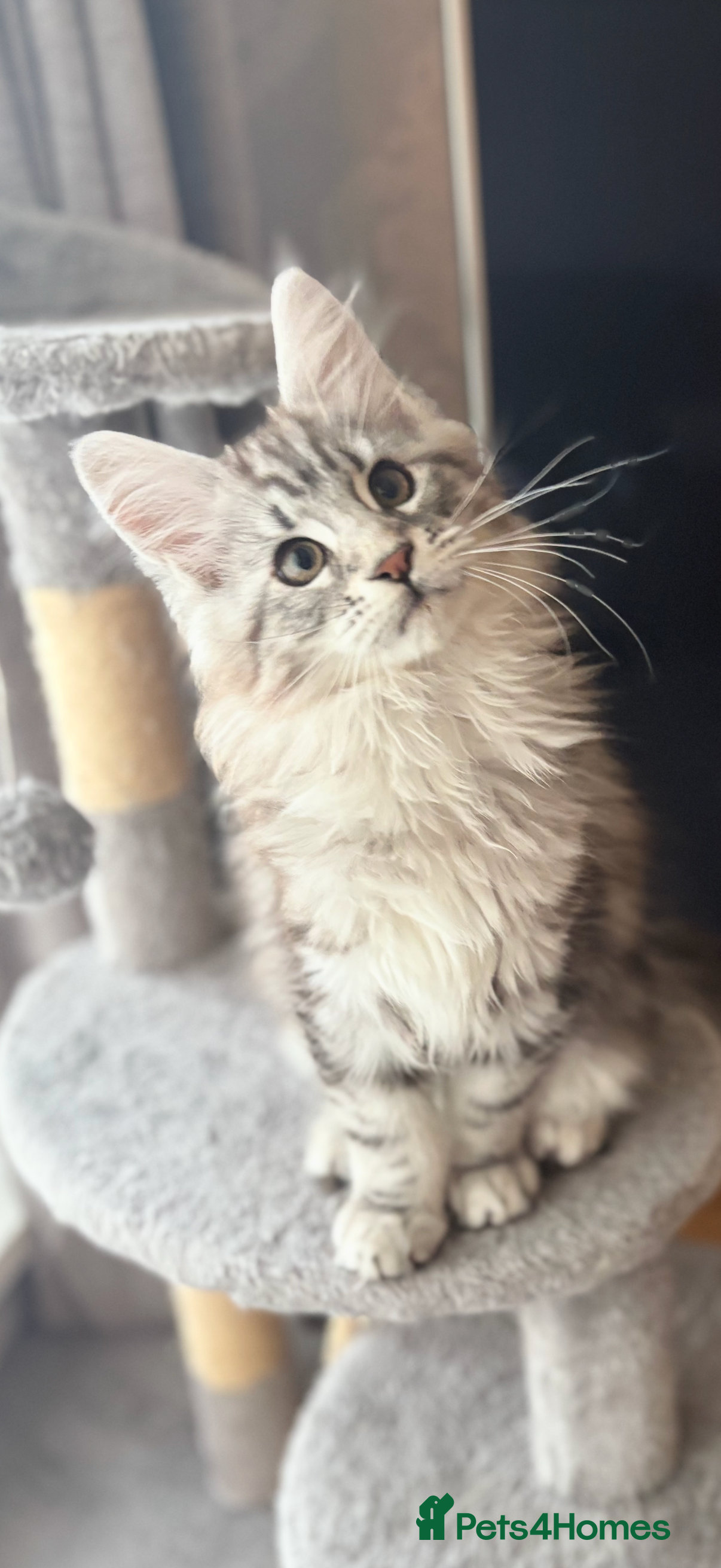 Maine Coon cats Ready to leave quality Maine coon kittens - Advert 9