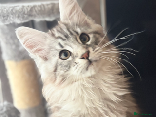 Maine Coon cats Ready to leave quality Maine coon kittens - Advert 5