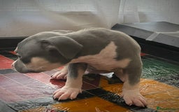 American Bully dogs for sale: Beautiful Tri colour American bully puppy’s  - Image 9