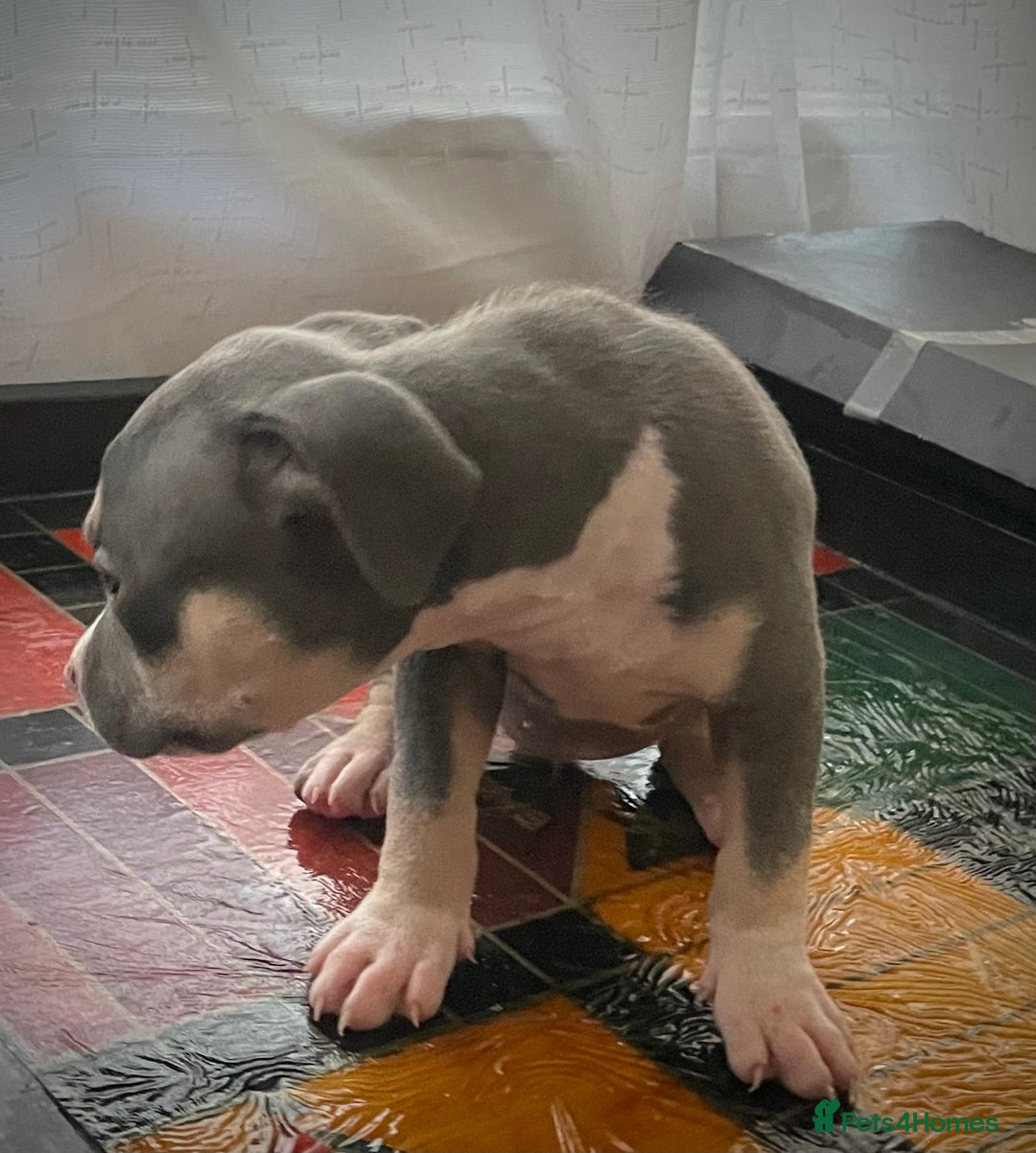 American Bully dogs for sale: Beautiful Tri colour American bully puppy’s  - Image 9