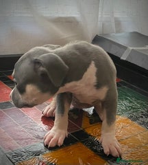 American Bully Puppy 5