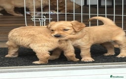 Golden Retriever dogs for sale: Golden retriever, puppies ready now - Image 1