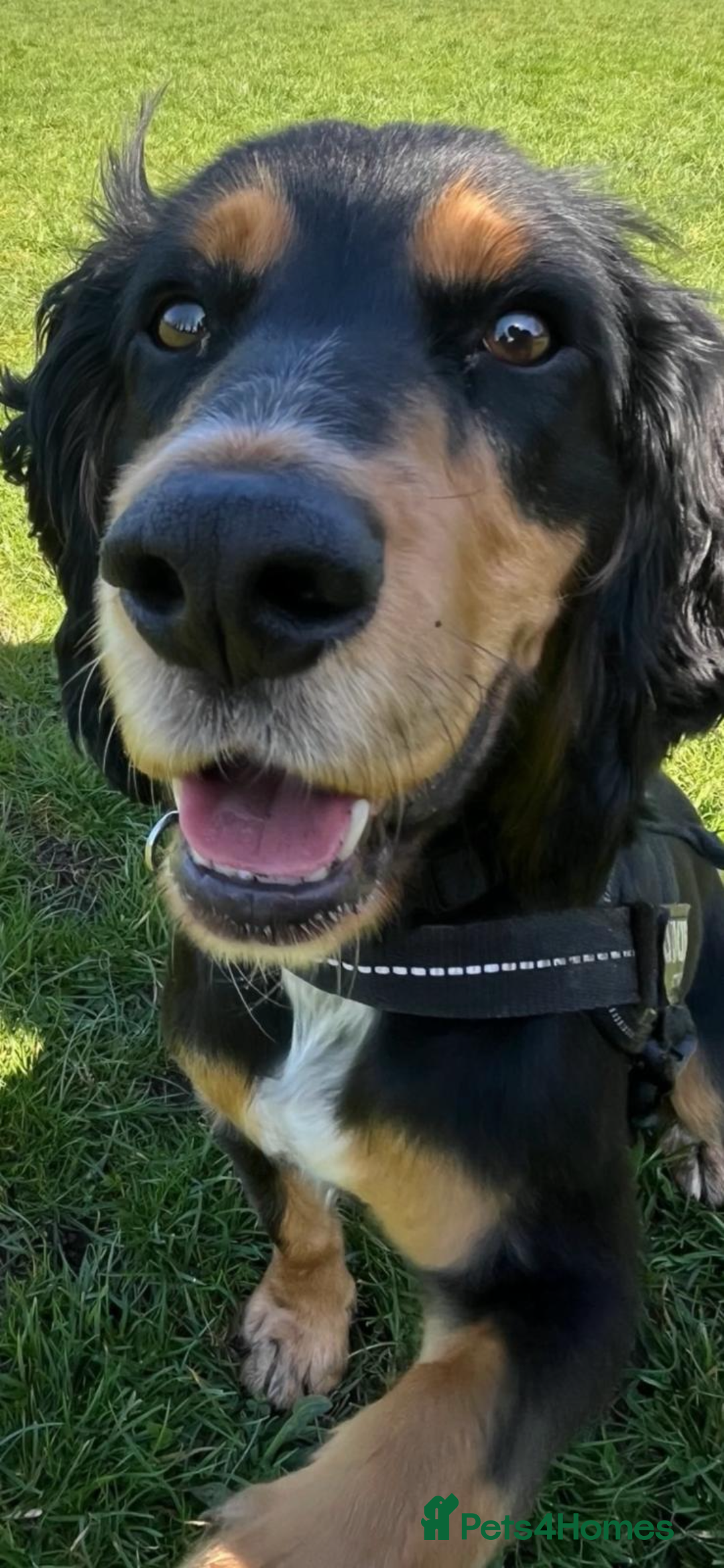 Cocker Spaniel dogs for sale: 2 year old working cocker spaniel - Advert 7