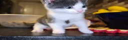 British Shorthair cats for sale: Kittens 🐈🐈🐈 in Bristol - Advert 16