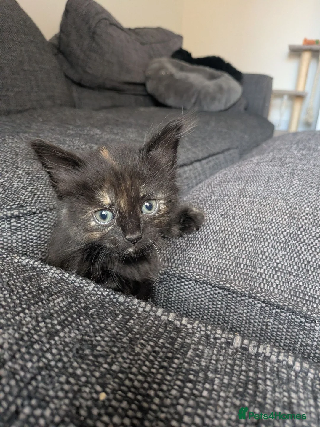 British Longhair cats for sale: Five Kittens Ready for Their Forever Homes! 🐾 in Huntingdon - Advert 21