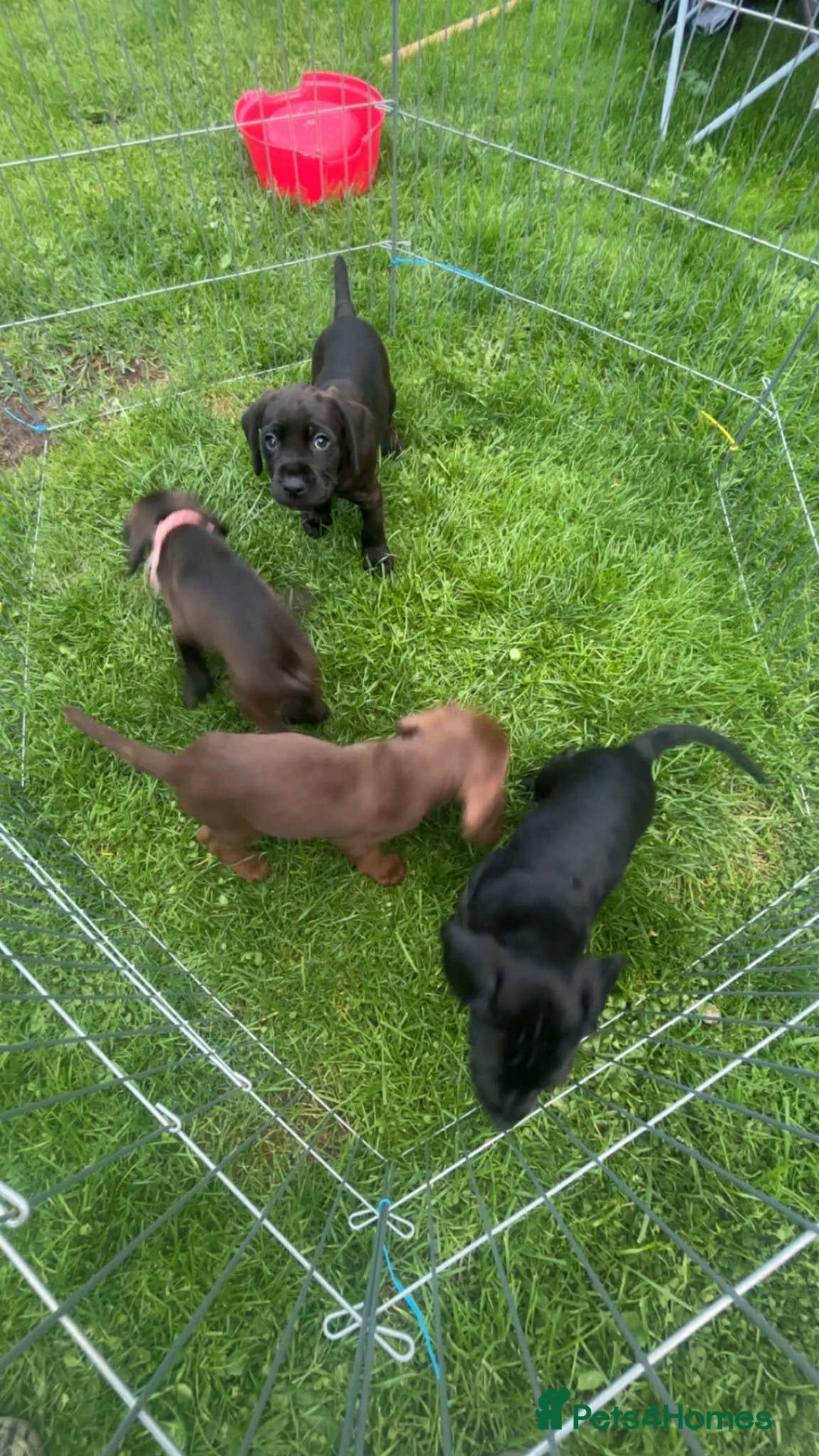 Mixed Breed dogs for sale: Litter of 4 beautiful Cockerdale pups  - Image 7