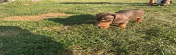 Miniature Dachshund dogs for sale: Miniature dachshund pups.KC reg&council licensed - Advert 4