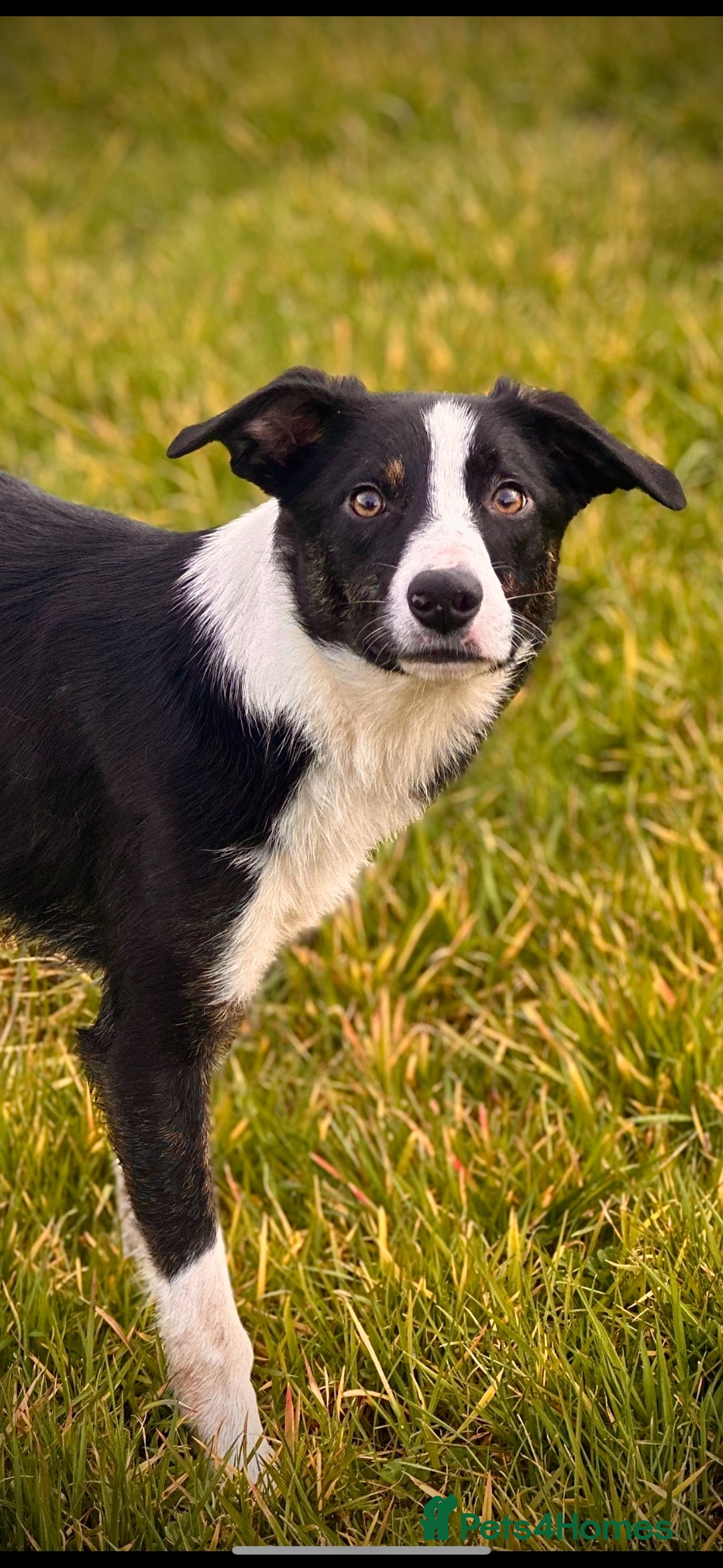 Mixed Breed dogs for sale: ✨🐾 3 Beautiful Female Puppies Available 🐾✨ - Advert 17