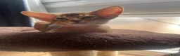 Abyssinian cats for sale: Adorable Abyssinian kittens - Advert 15
