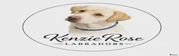 Labrador Retriever dogs for sale: KC registered quality Labradors due June  - Advert 3