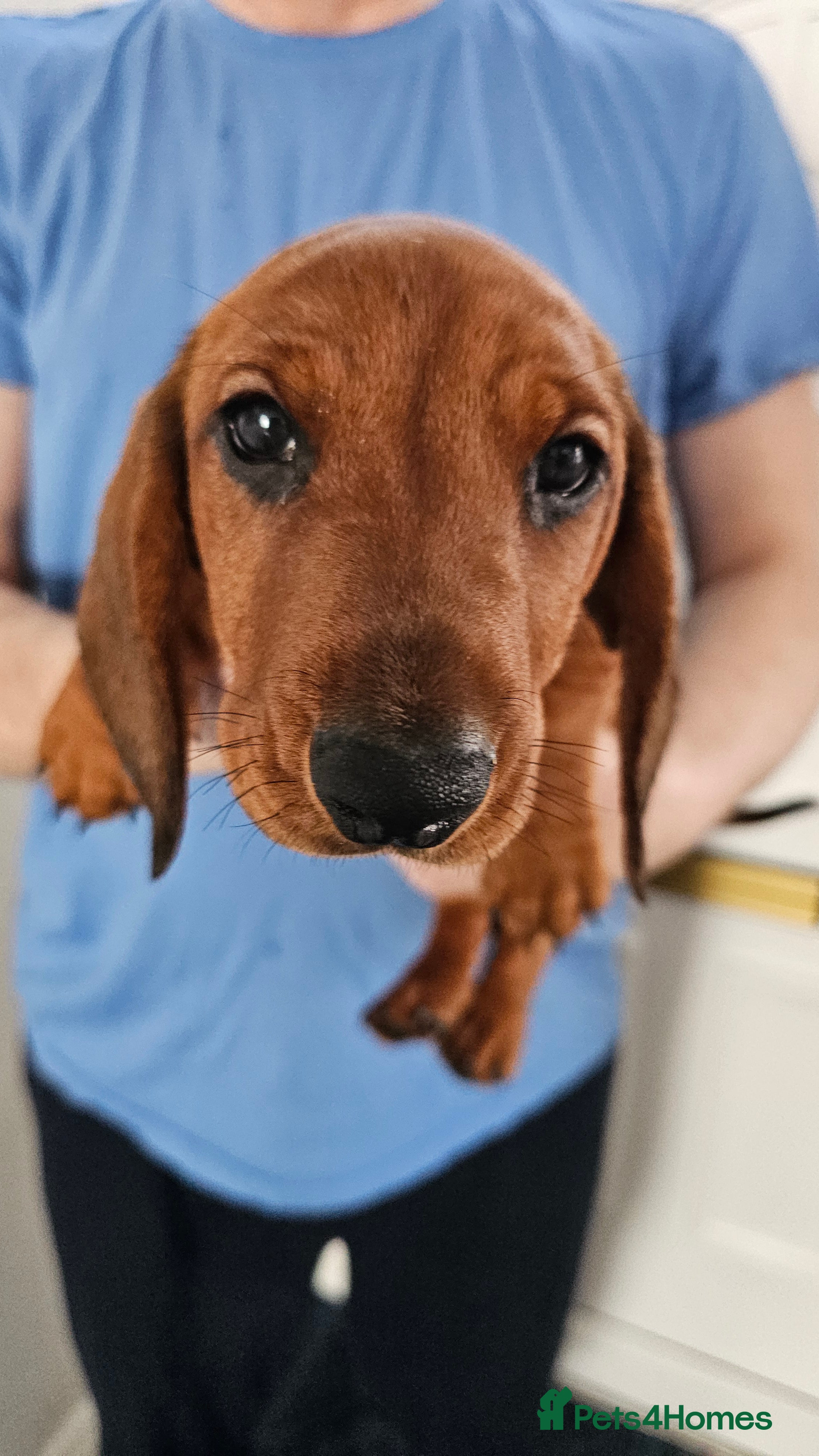 Dachshund dogs Ready Now ! KC Standard Dachshund puppies!  - Advert 1