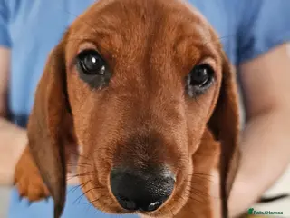 Dachshund dogs Ready Now ! KC Standard Dachshund puppies! - Advert 1