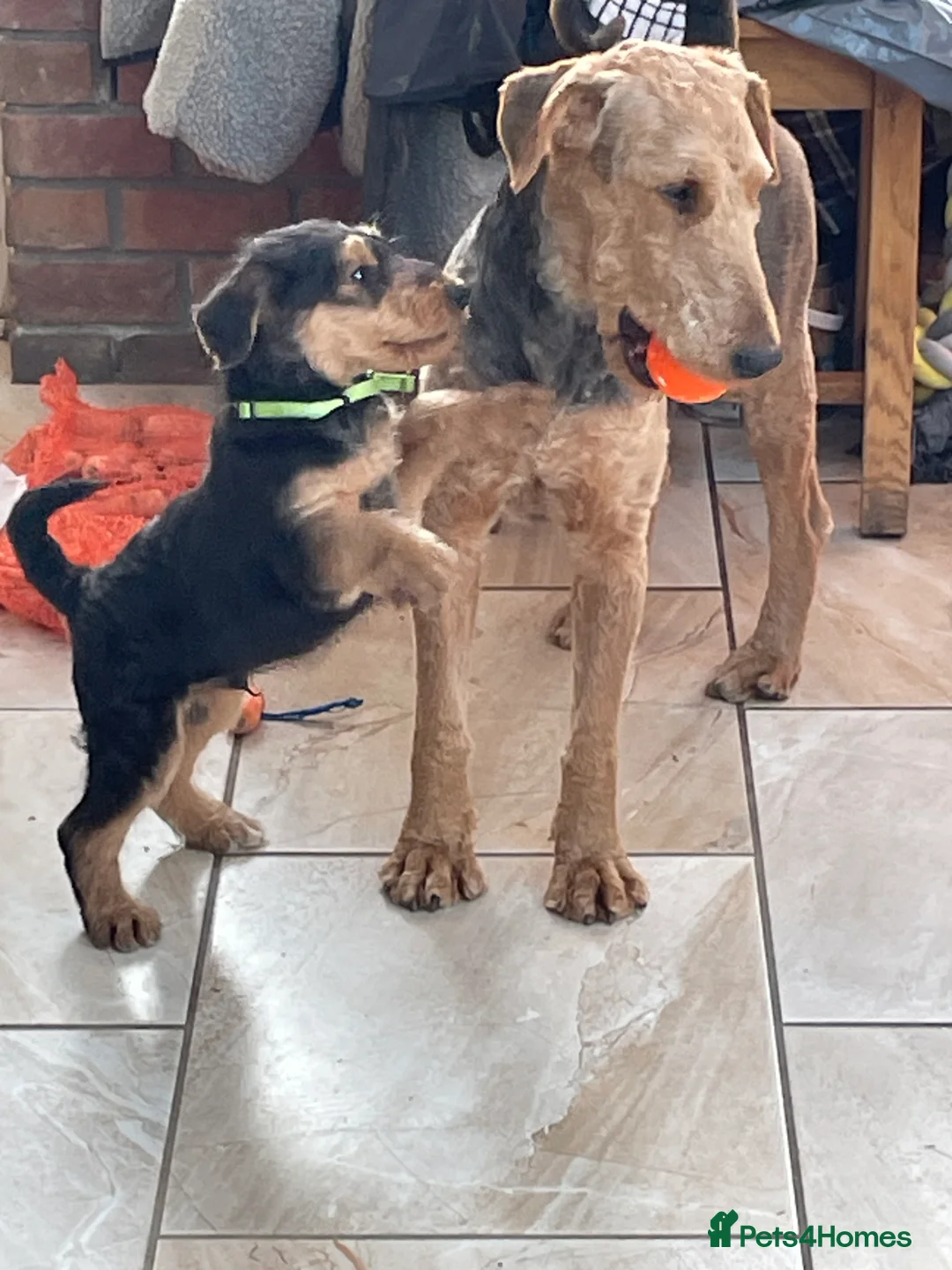 Airedale Terrier dogs for sale: Kc Airedale terrier pups - Advert 2