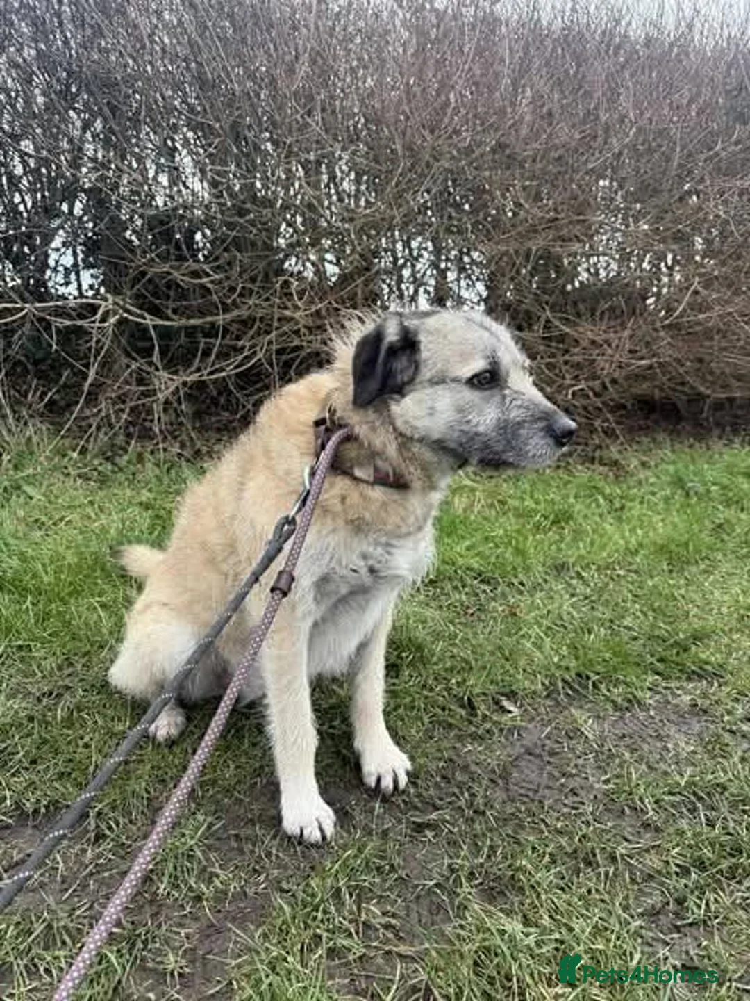 Mixed Breed dogs for adoption: Meet Sage, currently residing in Cheshire  in Nantwich - Advert 2