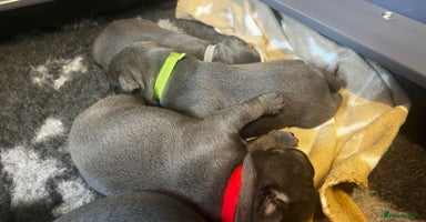 Staffordshire Bull Terrier dogs - Advert 1