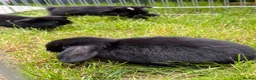 Mixed Breed rabbits for sale: Bunnies for sale  in Wadhurst - Advert 10
