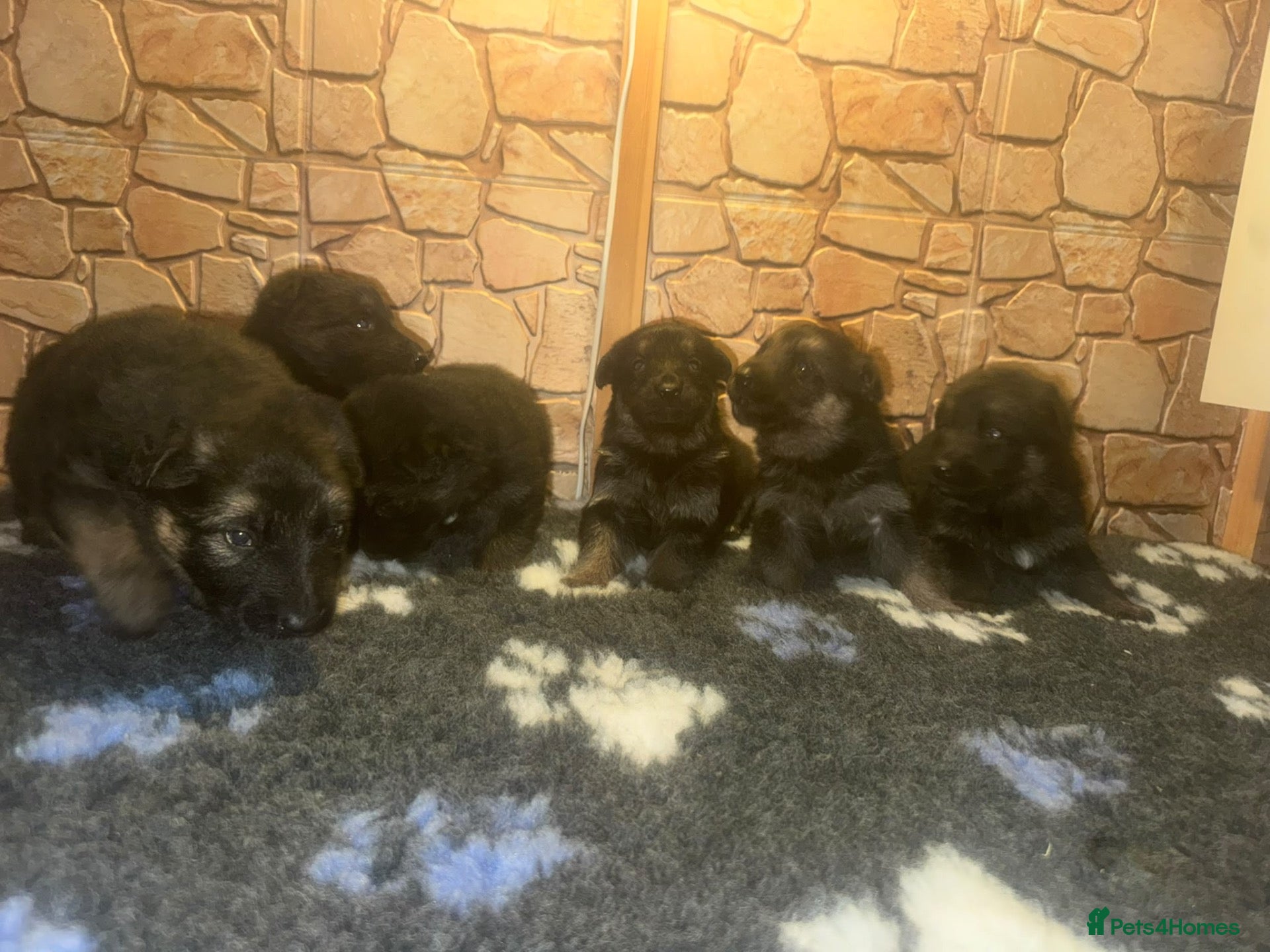 German Shepherd dogs Kc reg German German shepherd puppies - Advert 4