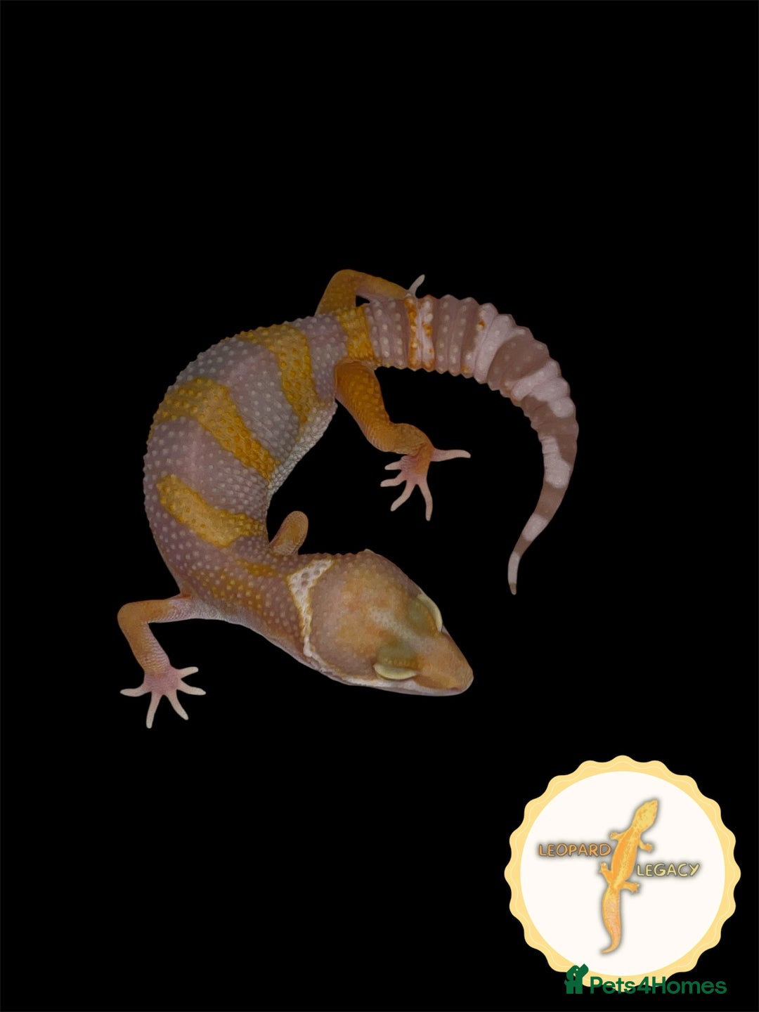 Leopard Gecko reptiles for sale: Baby leopard geckos for sale - Image 6