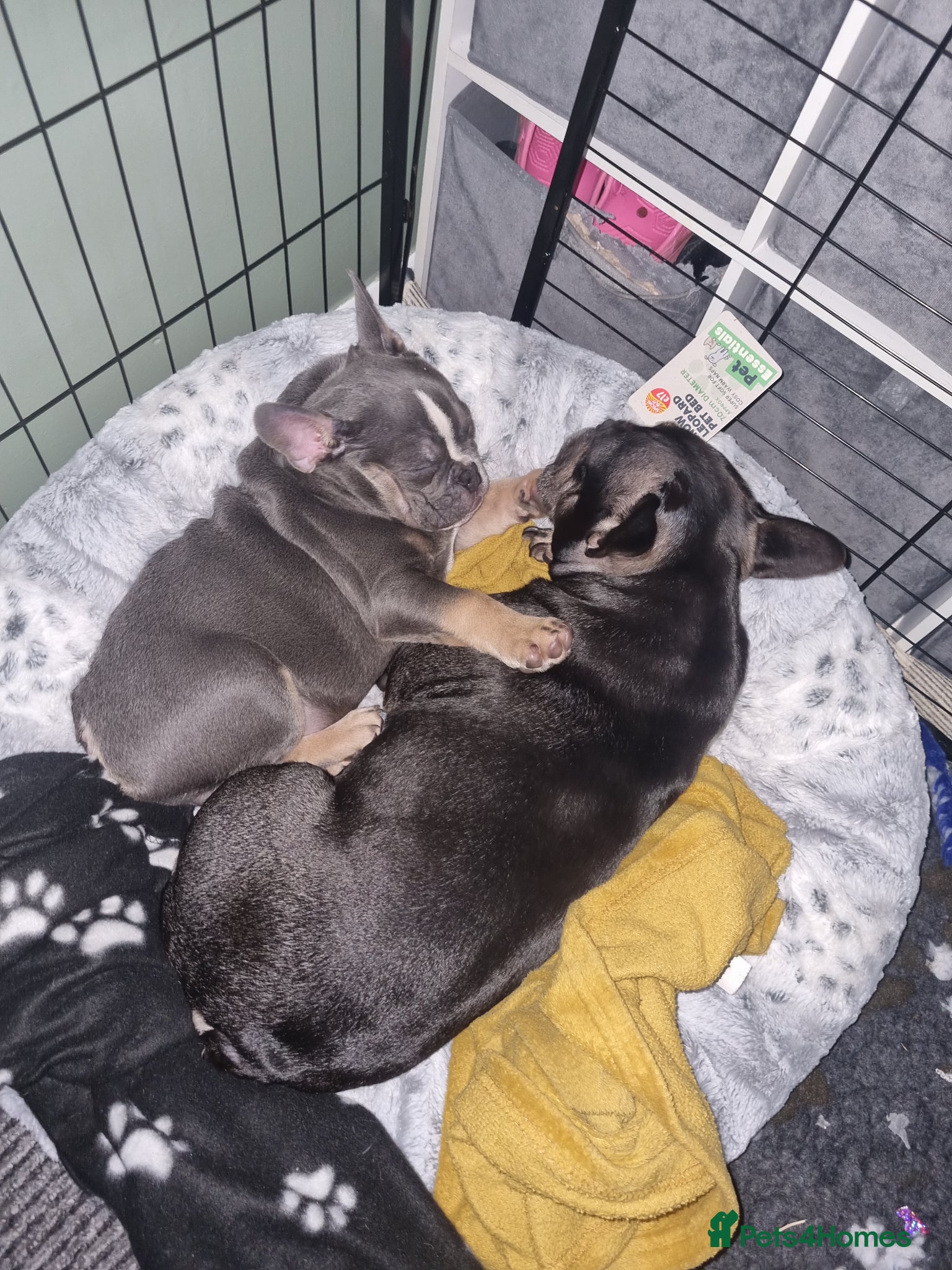 Mixed Breed dogs for sale: French/english bulldog puppy  - Advert 1