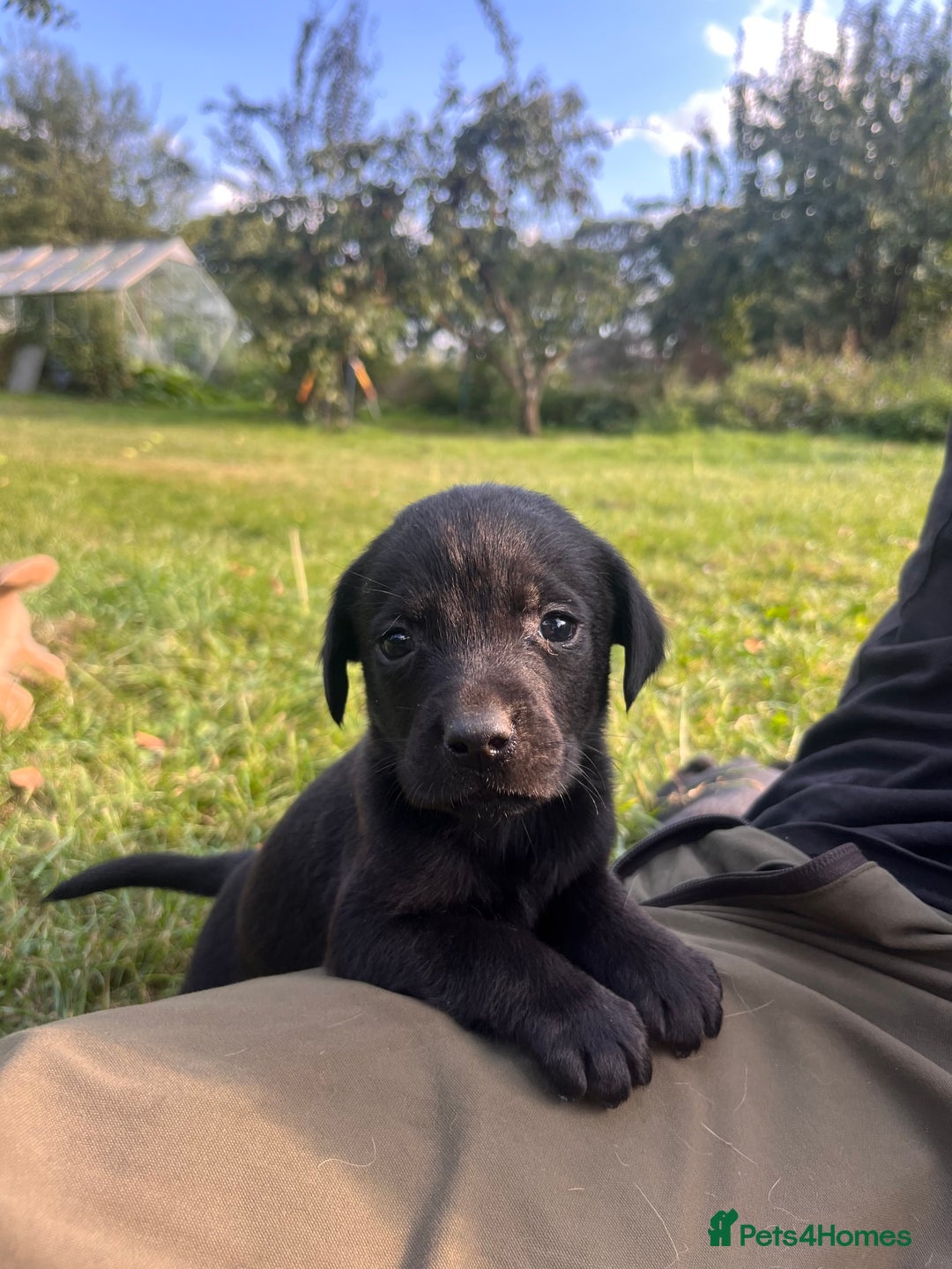 Labrador Retriever dogs for sale: Stunning Labrador puppies - Image 3