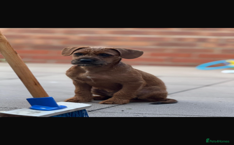 Mixed Breed dogs - Advert 2