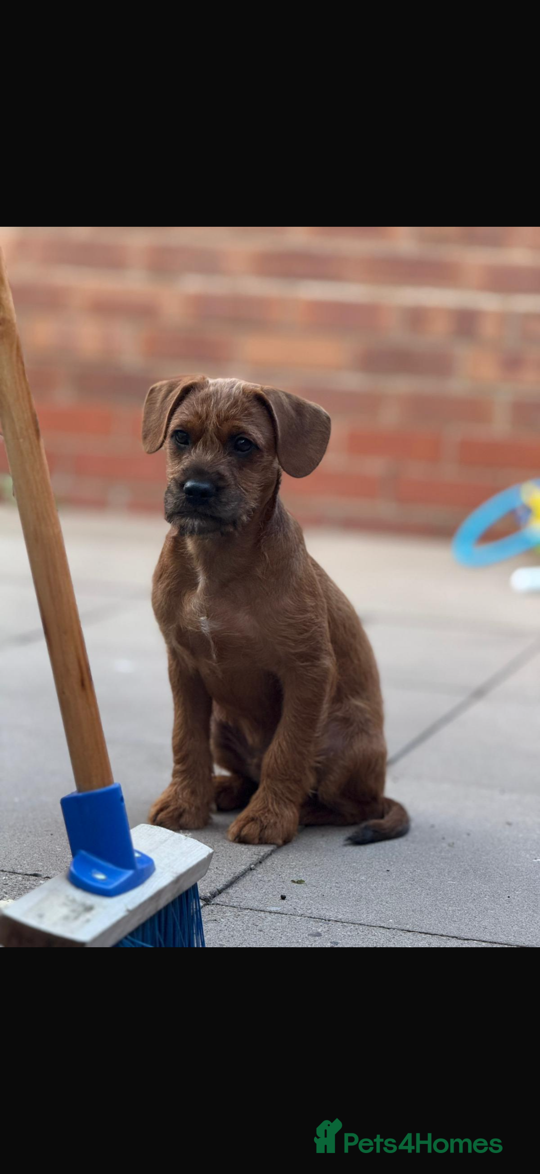 Mixed Breed dogs for sale: Red Floodle Pup - Image 1