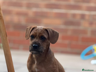 Mixed Breed dogs - Advert 1