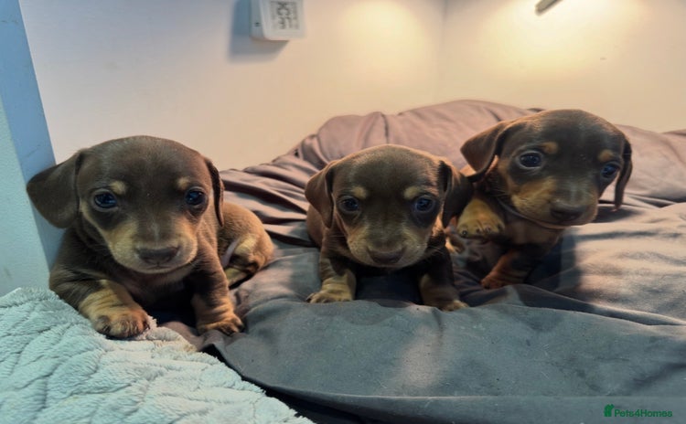 Miniature Dachshund dogs Chocolate & Tan Miniature Dachshund Puppies - Advert 1