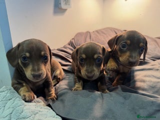 Miniature Dachshund dogs Chocolate & Tan Miniature Dachshund Puppies - Advert 3