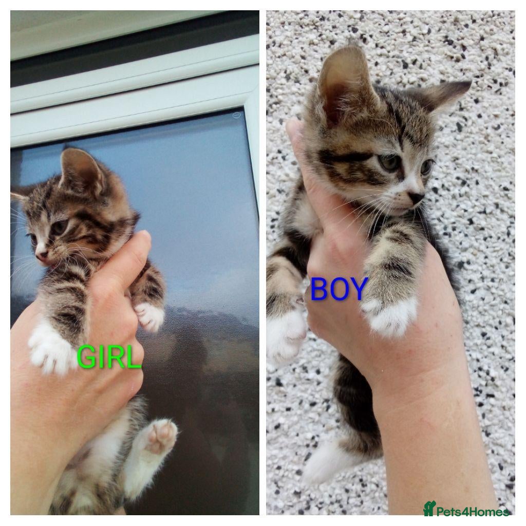 Mixed Breed cats Bengal x British shorthair kittens  - Advert 6