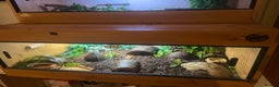 Lizard reptiles for sale: African fat tail gecko + full setup  - Advert 6