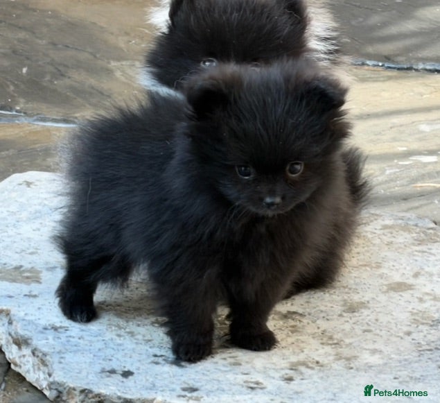 Pomeranian dogs 🧸 QUALITY TEDDY BEAR POMS 🧸 - Advert 2