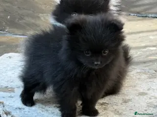 Pomeranian dogs 🧸 QUALITY TEDDY BEAR POMS 🧸 - Advert 2