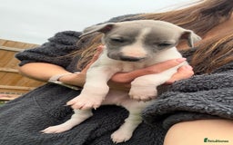 Whippet dogs for sale: OUTSTANDING PRESTIGIOUS LAGUNA BLUE WHIPPETS! KC - Image 36
