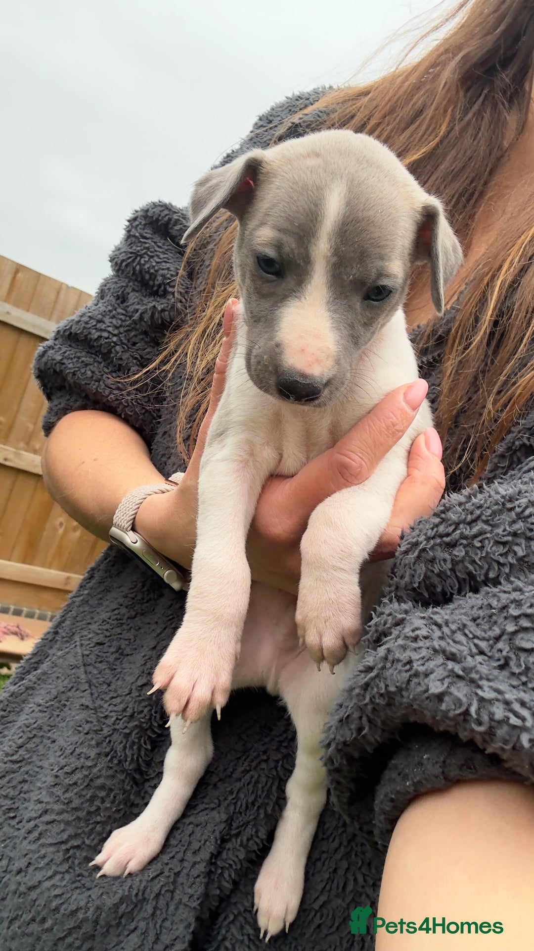 Whippet dogs for sale: OUTSTANDING PRESTIGIOUS LAGUNA BLUE WHIPPETS! KC - Image 36