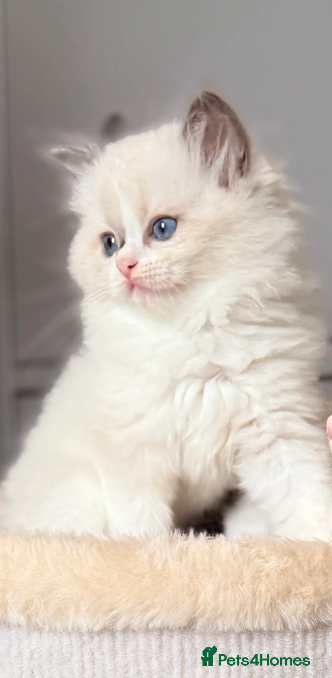 Ragdoll cats for sale: Premium Quality✨️🏆 TICA Reg European Ragdolls 🩷  - Advert 30