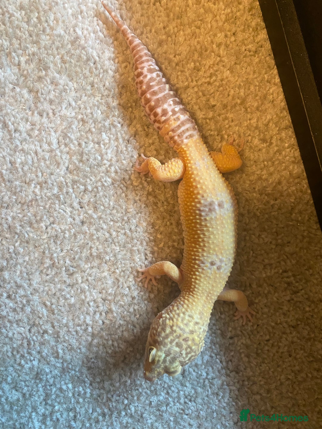 Leopard Gecko reptiles for sale: LEOPARD GECKOS + SETUP - Image 3