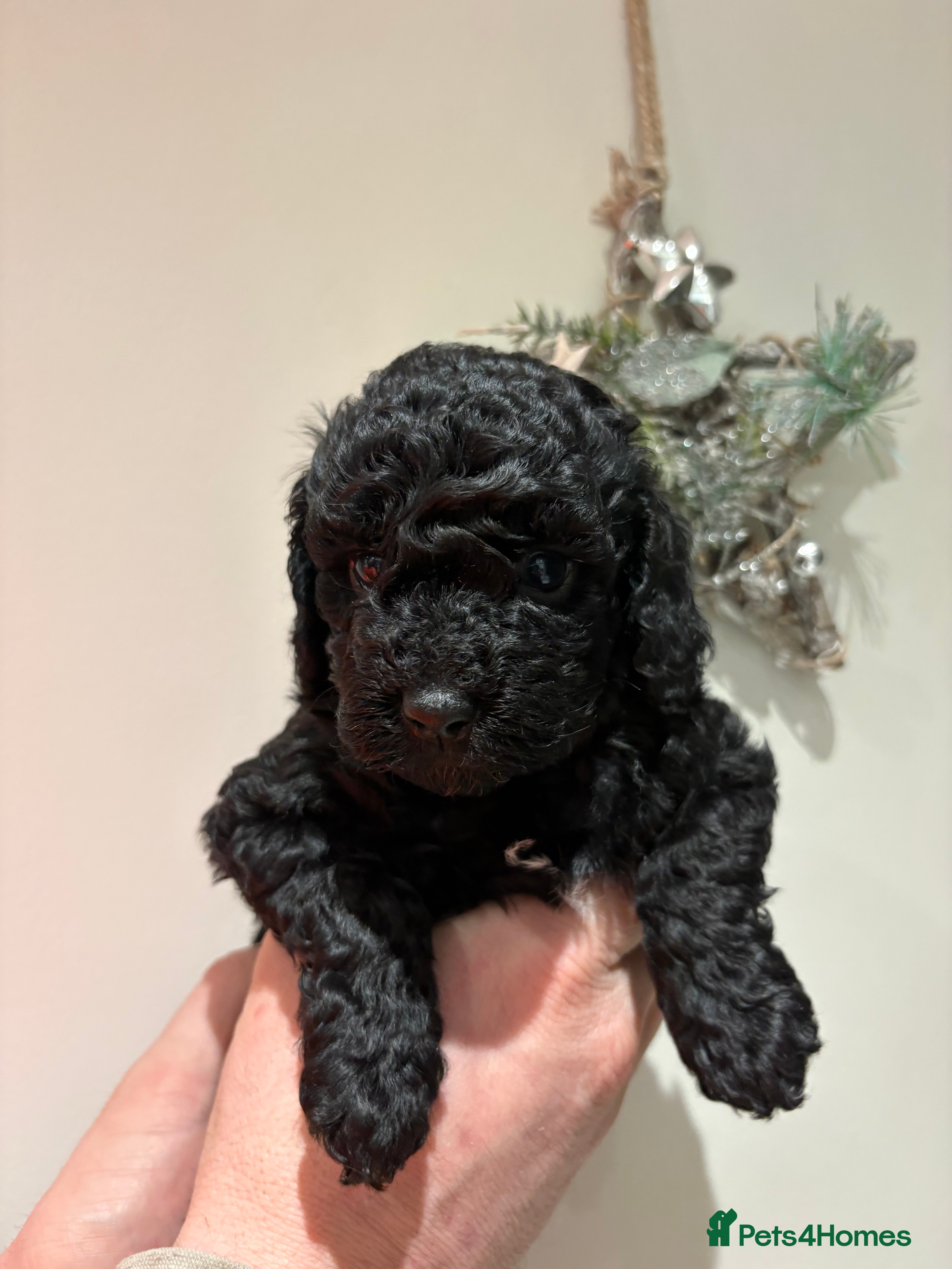 Cockapoo dogs Beautiful F1B Cockapoo Puppies - Advert 11