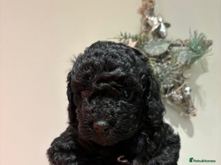 Cockapoo dogs Beautiful F1B Cockapoo Puppies - Advert 5