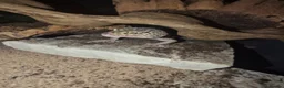 Leopard Gecko reptiles for sale: 3x female leopard geckos with amazing setup - Advert 3