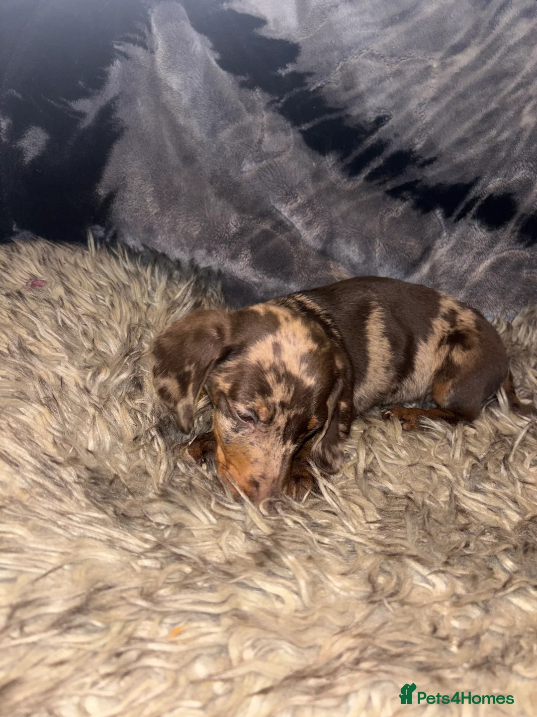 Dachshund dogs for sale: Dachshund puppies  - Advert 8
