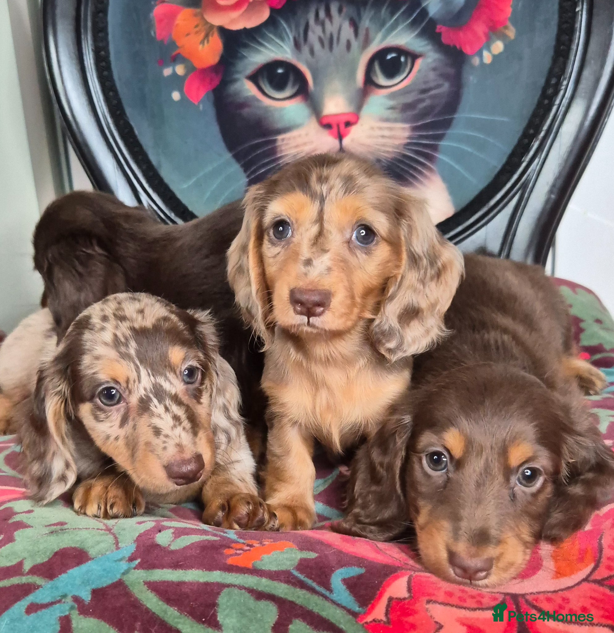 Miniature Dachshund dogs ⚜️KC PRA clear Miniature dachshund puppies  - Advert 2