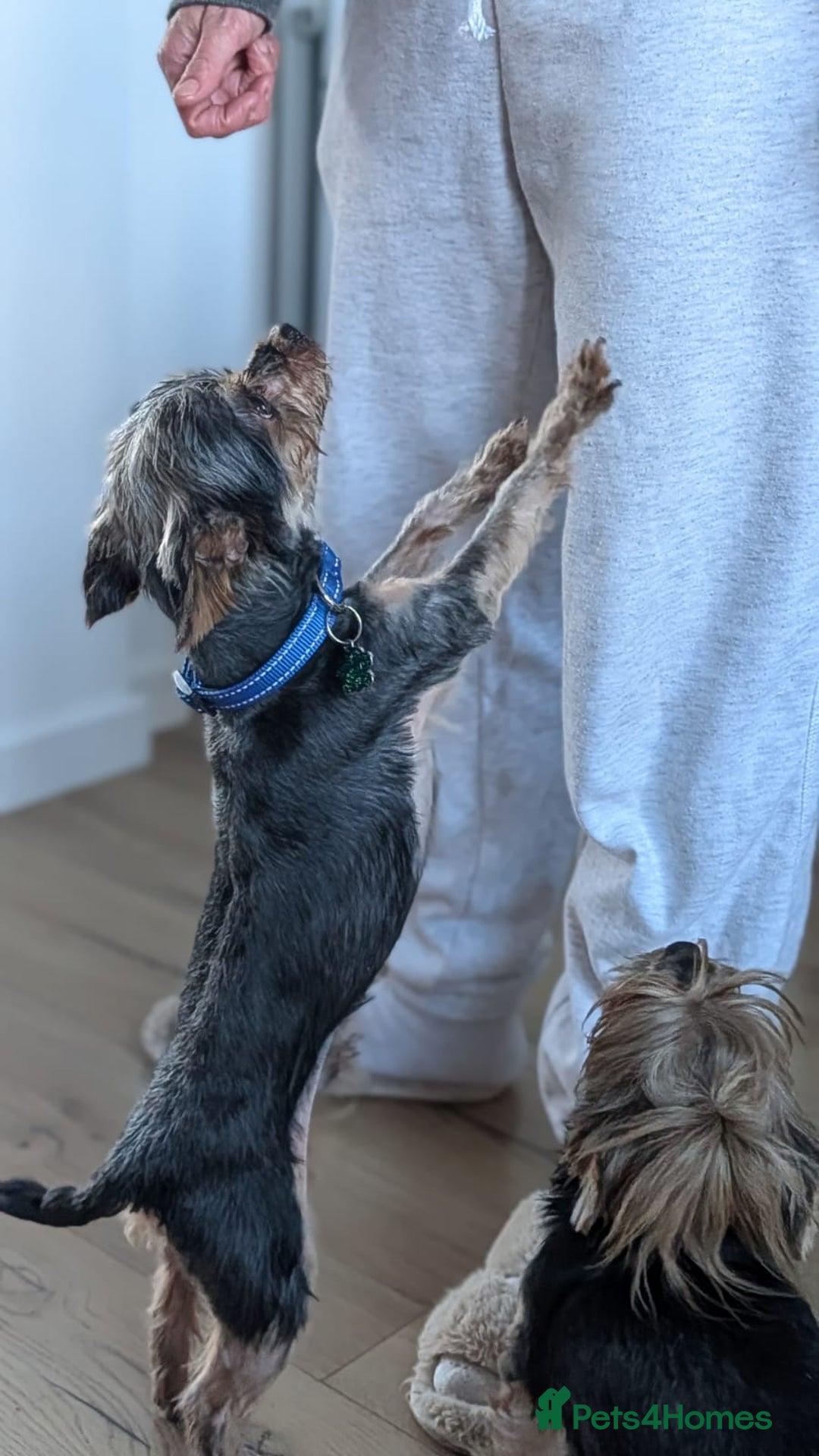 Yorkshire Terrier dogs for sale: Yorkshire terrier 6 years old - Advert 4