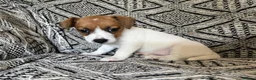Jack Russell dogs for sale: Miniature Jack Russell  - Advert 8