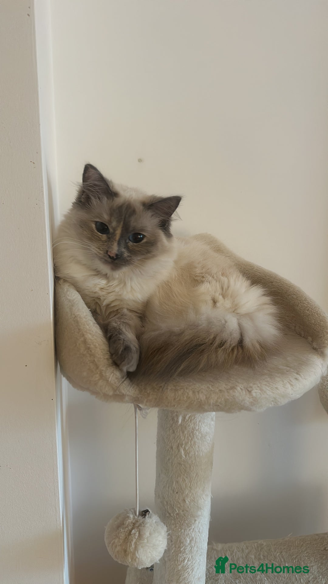 Ragdoll cats for sale: Full breed female rag doll one year and a half - Image 3